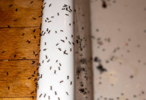 Trusted Crozet, VA Pest Control Experts