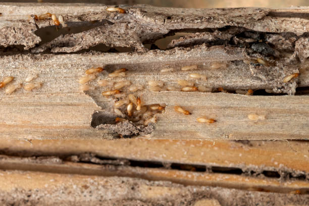 Best Best Pest Control Companies  in Crozet, VA
